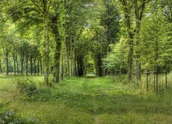 Las, Drzewa, Zarośnięta, Dróżka