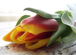 Tulipan, Obrus