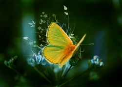 Kwiat, Motyl, Skrzydła