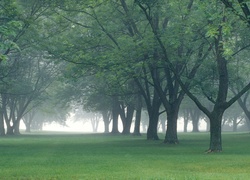 Park, Mgła, Drzewa