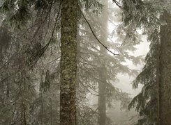 Stare, Drzewa, Las, Mgła