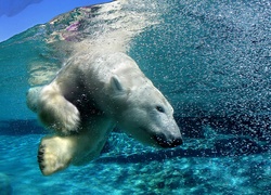 Niedźwiedź, Polarny, Nurkowanie