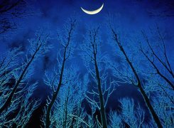 Noc, Drzewa, Księżyc
