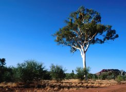 Drzewo, Krajobraz, Pustynny, Australia