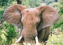 Słoń, Uszy