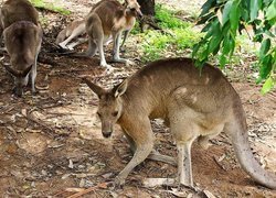 Kangury, Australia