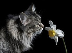 Kot, Kwiatek
