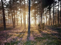 Oświetlone, Drzewa, Las, Przebijające, Światło