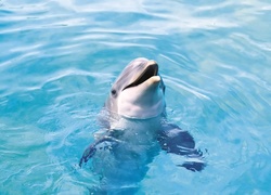 Delfin, Błękitna, Woda