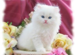 Biały, Kotek, Niebieskie, Oczy