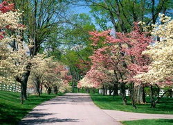 Park, Wiosna, Biało, Różowe, Drzewa