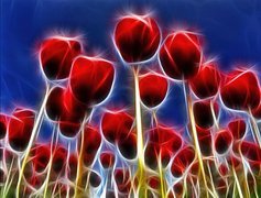 Czerwone, Tulipany, 3D