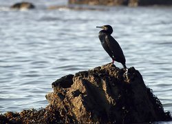 Kormoran, Skała, Morze