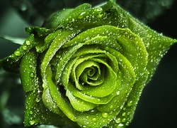Zielona, Róża, Krople, Deszczu
