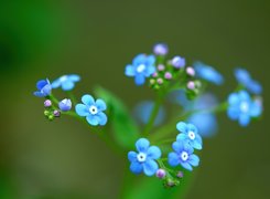 Niebieskie, Kwiatuszki, Zbliżenie, Ułudka