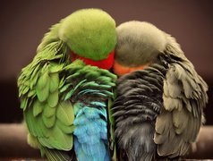 Śpiące, Przytulone, Papugi