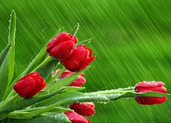 Czerwone, Tulipany, Deszcz