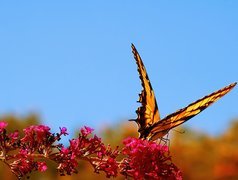 Piękny, Motyl, Kwiat