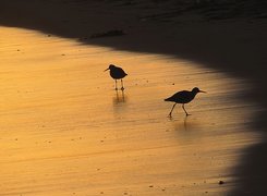 Brzeg, Ptaki, Plaża