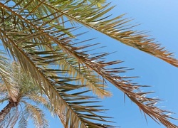 Palmy