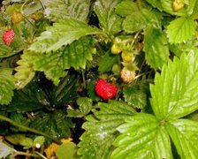 Malutkie, Poziomki, Liście