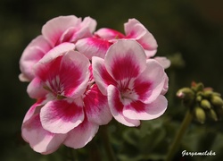 Pelargonia, Wiosna
