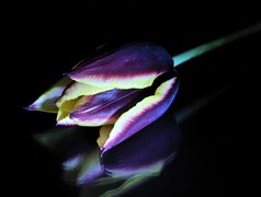 Kolorowy, Tulipan, Odbicie