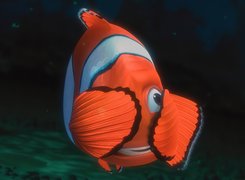 Rybka, Gdzie jest Nemo, Finding Nemo