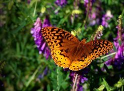 Pomarańczowy, Motyl