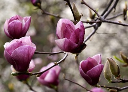 Kwitnące, Drzewo, Magnolia