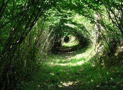 Las, Tunel, Drzewa