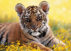 Mały, Tygrysek