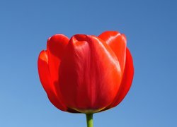 Czerwony, Tulipan
