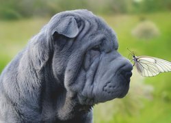 Shar Pei, Motyl