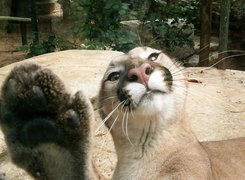 Łapa, Puma
