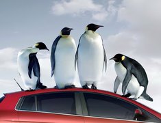 Pingwiny, Samochód