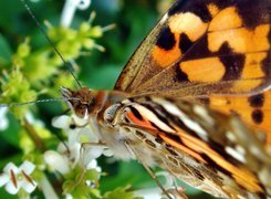 Motyl, Skrzydełka