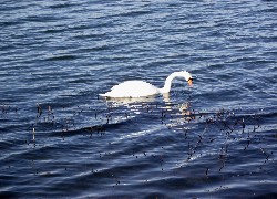 Łabędź, Niemy