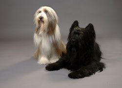 Owczarek Francuski Briard, Bearded Collie