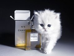 Kot, Perfumy, Chanel