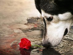 Pies, Róża