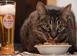 Kocia, Uczta, Piwo, Jedzenie