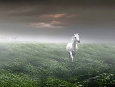 Biały, Koń, Mgła