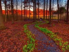 Park, Liście, Ścieżka