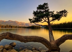 Drzewo, Jezioro, Góry