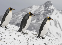 Pingwiny, Góra, Lodowa