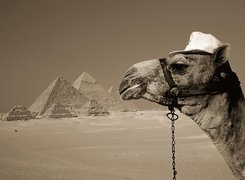 Wielbłąd, Piramidy, Pustynia
