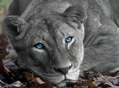 Lwica, Niebieskie, Oczy