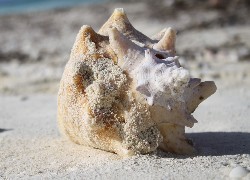 Muszla, Plaża, Grand Turk