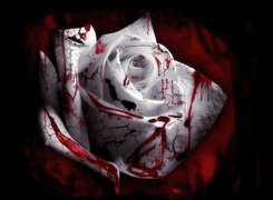 Krwawa, Róża